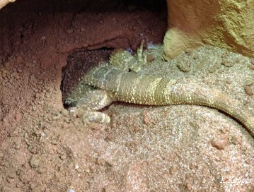 Bartagame Höhle gegraben