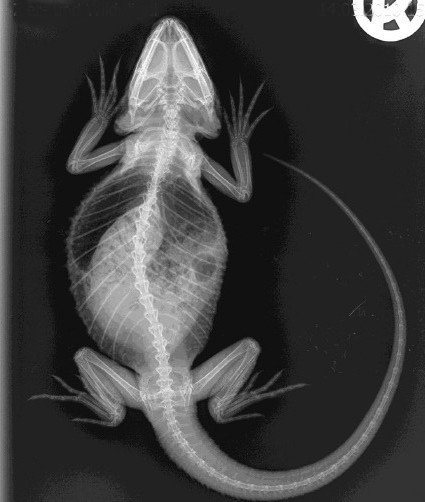 Bartagamen Röntgenbild