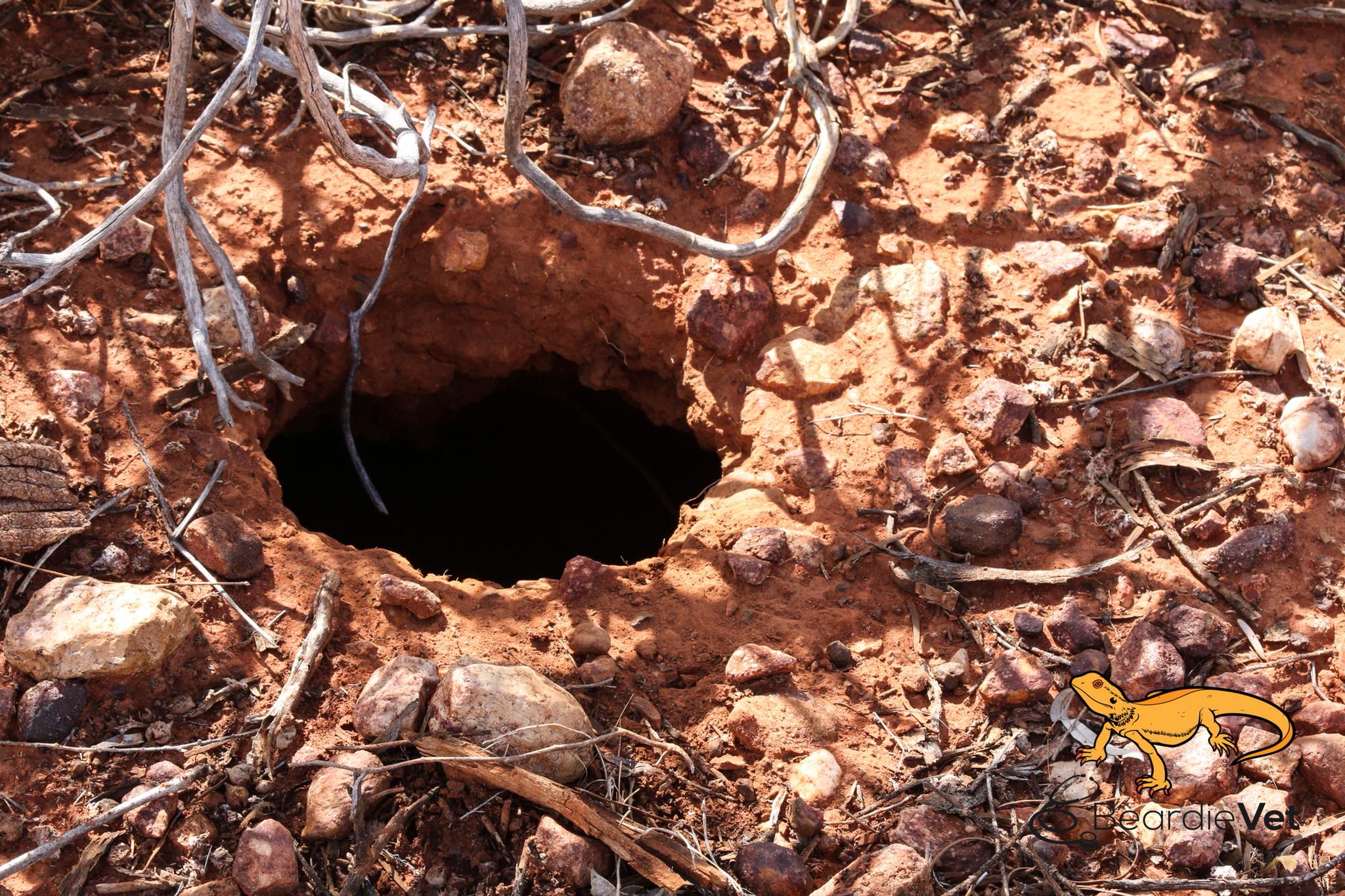 Höhle einer Bartagame in der Natur