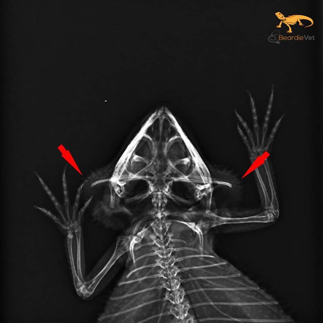 Röntgenbild Bartagame Zungenbein